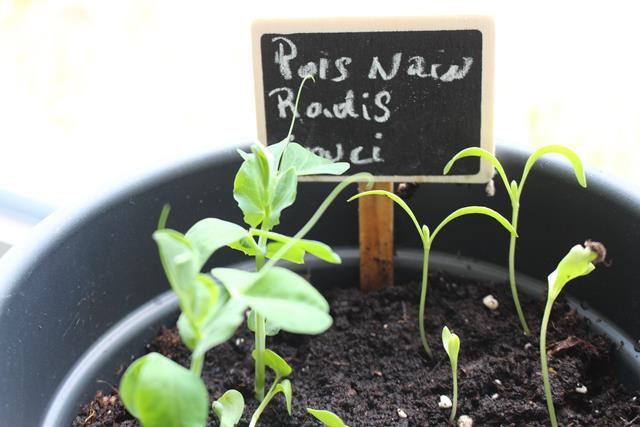 Plante et mange  (P3-P4)