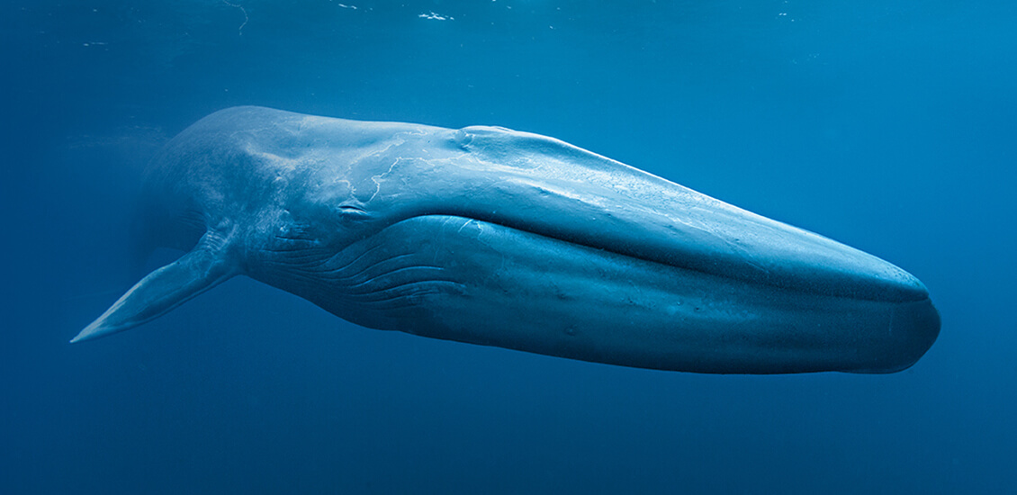 Baleines bleues film SK FILMS